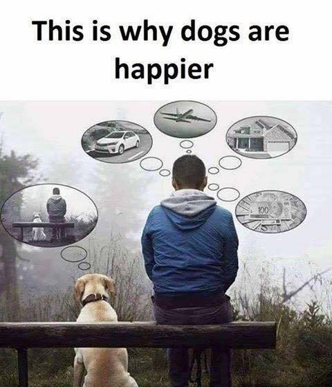 this is why dogs are happier 